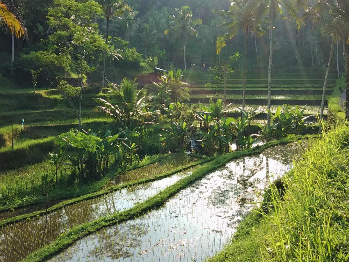 Villa Rimba Ubud Tegallalang  Eksteriør billede