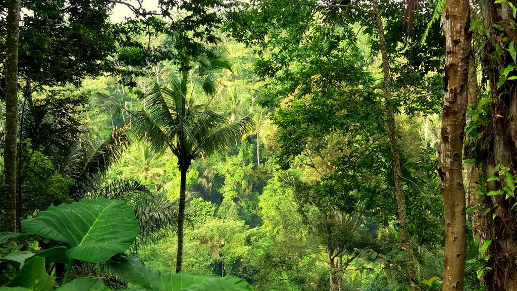 Villa Rimba Ubud Tegallalang  Eksteriør billede