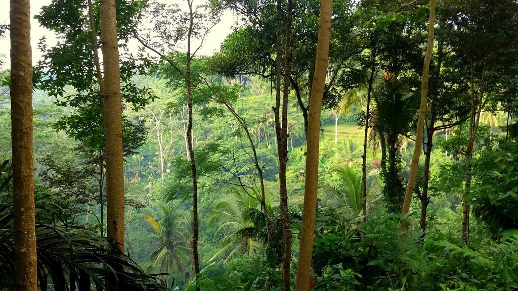 Villa Rimba Ubud Tegallalang  Eksteriør billede
