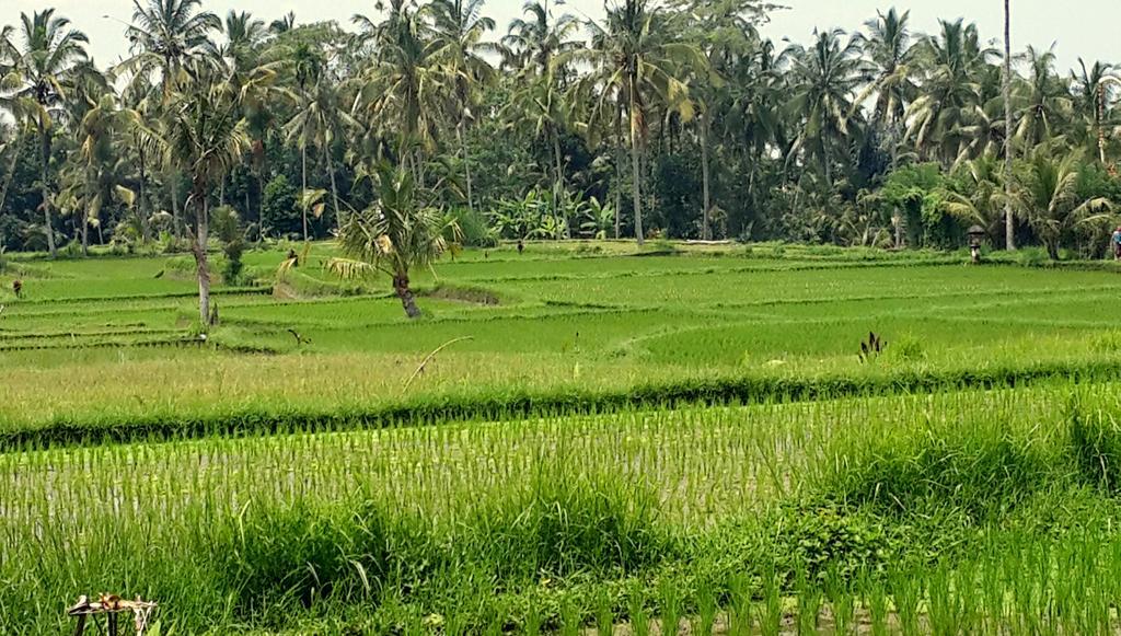 Villa Rimba Ubud Tegallalang  Eksteriør billede